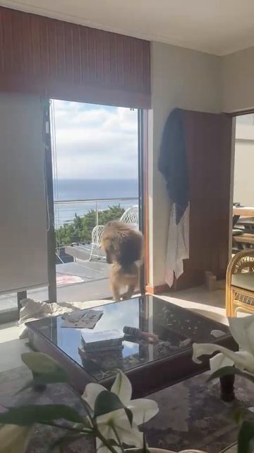 Огромный бабуин-воришка стал звездой соцсетей