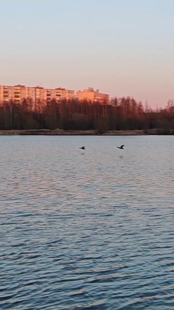 Утки на озере Бутыгино