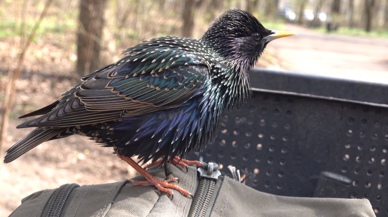 Скворец и белки. Зарисовка