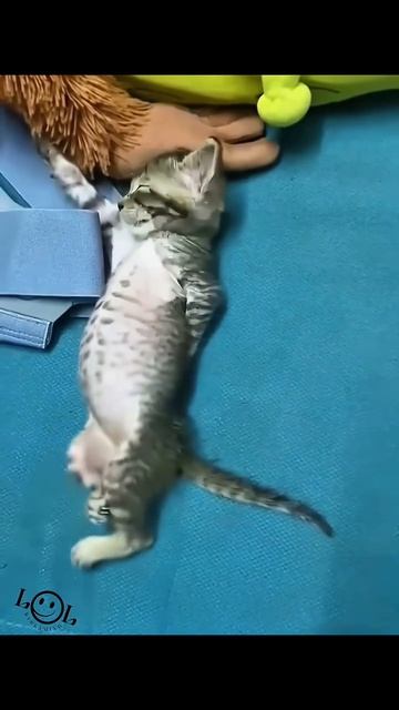 эти забавные животные