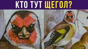КТО ТУТ ЩЕГОЛ?) Приколы