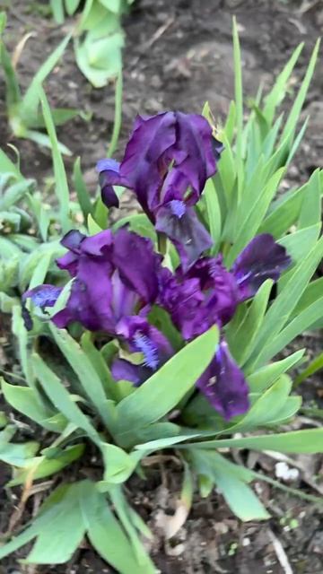 ДНР. Харцызск. 18.04.2026. Цветы у дома. Ирисы. Эпизод 9