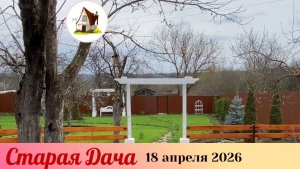 Лягушка и смородина. Архив 18.04.26