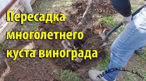 Пересадка многолетнего куста винограда на новое место