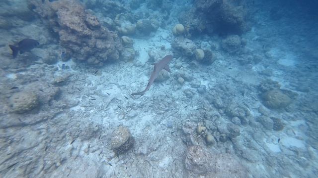 02. Акула Рифовая Белопёрая