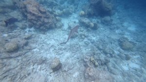 02. Мальдивы 2025. Остров Расду. Акула Рифовая Белопёрая