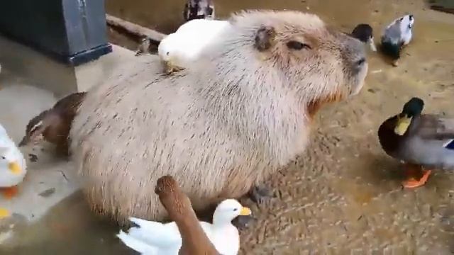 VID_20260418_122905_993.mp4