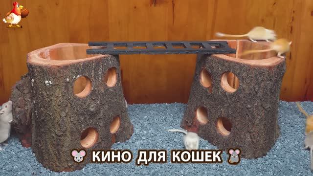 Видео для кошек про крысок развлекать питомцев 🐭🐀😂 (504)