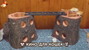 Видео для кошек про крысок развлекать питомцев 🐭🐀😂 (504)