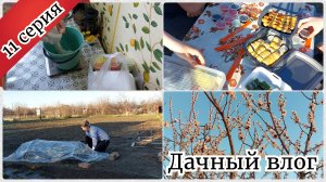 Дачные работы / Начала белить деревья / Вкусный ужин / 11 серия