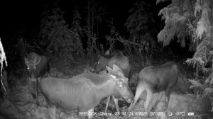 SEELOCK S308W #18.1 | Разговорчивая лосиха у солонца №2