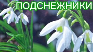 Подснежники генерируют весну ощущение радости и счастья