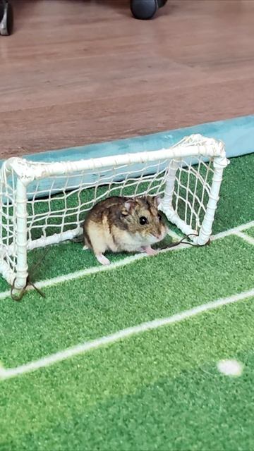 Отличная игра вратаря – хомячка.