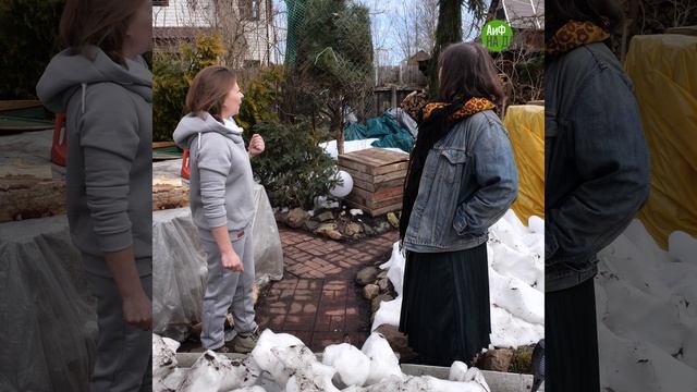 Почему хвойные «горят» весной: главные ошибки дачников