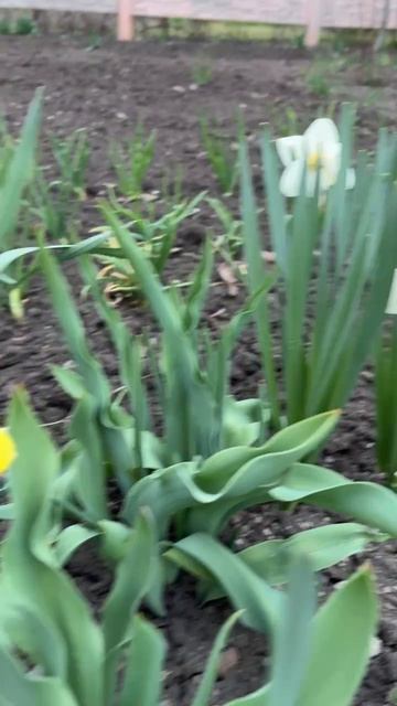 ДНР. Харцызск. 18.04.2026. Цветы у дома. Нарцисы и Тюльпаны. Эпизод 5