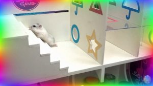 Хомяк против кальмара! Игровой вызов. часть 3