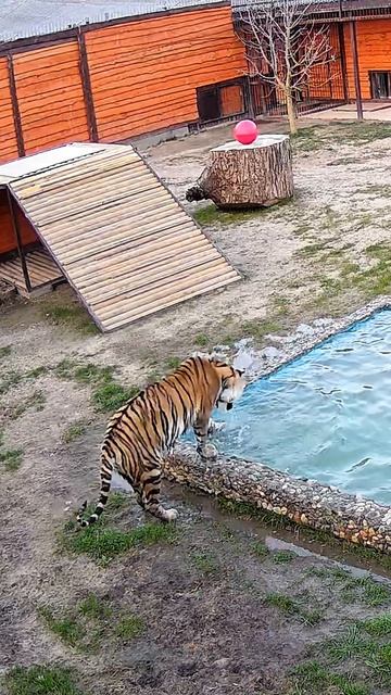 Что надо тигру для счастья?