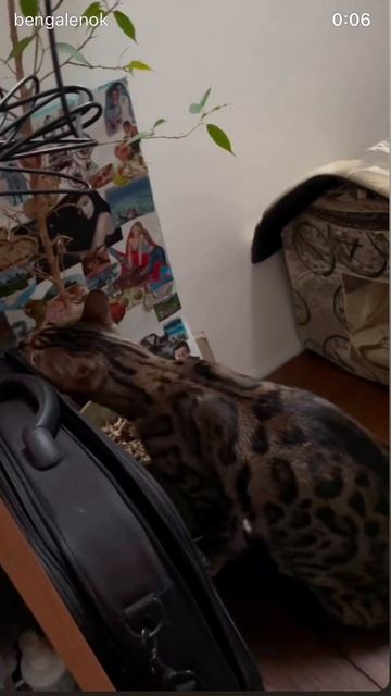 бенгал кот бенгальскийкот