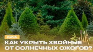 Насколько полезен биогумус? Почему важно обрезать деревья? Лунный календарь | "Дача"