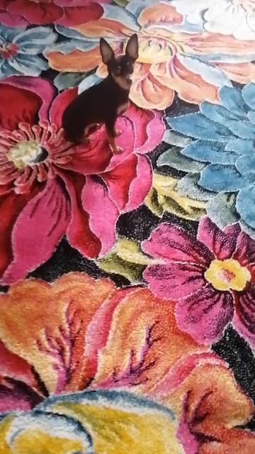 Наша любимка!