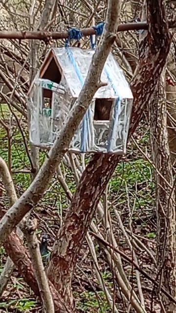 Грецкие орехи и белочки у дальних кормушек. Продолжение (18.04.26.)