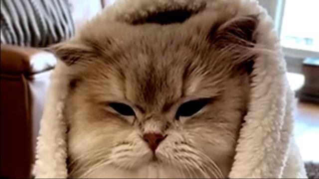 Заставка для видео ПУШИСТЫЙ КОТИК № 535