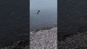 Утиные истории на пляже Сукко 18 Апреля 2026 года. Репортаж Светланы Тихоновны.