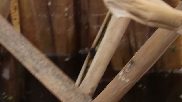 Лягушачье болотце на Ижоре 13 апреля 2026