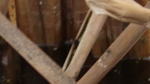 Лягушачье болотце на Ижоре 13 апреля 2026