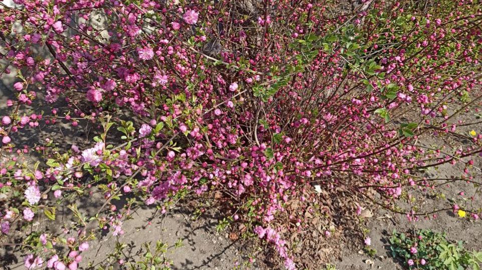 НЕМНОГО ВЕСНЫ