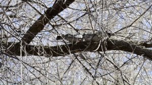 Голубь Вяхирь или Витютень. Весна. Любовь. Птицы России.