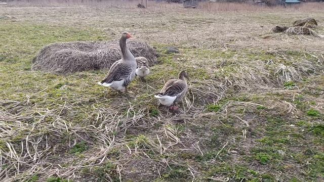 Гусыня🪿 сидит в гнезде🪺 пока другие гуляют. Куры🐔 петухи🐓 волкодав Ева🐈 и кошаки Лапа, Фокс🐱