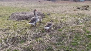 Гусыня🪿 сидит в гнезде🪺 пока другие гуляют. Куры🐔 петухи🐓 волкодав Ева🐈 и кошаки Лапа, Фокс🐱