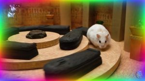 ⚡ Самые быстрые хомяки в истории, Сборник безумных испытаний в лабиринте! серия 1