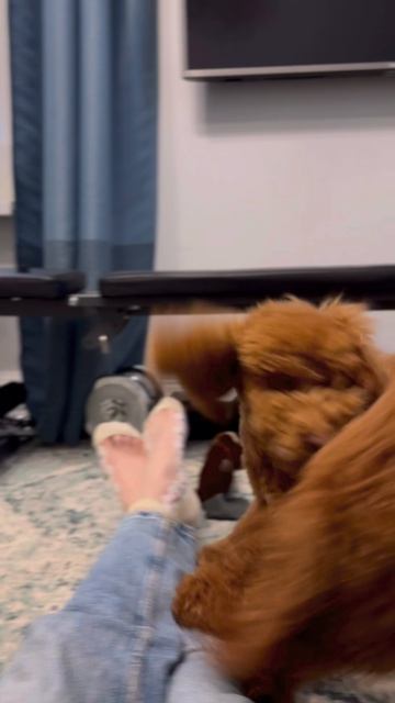 Пуделиная дружба🐾