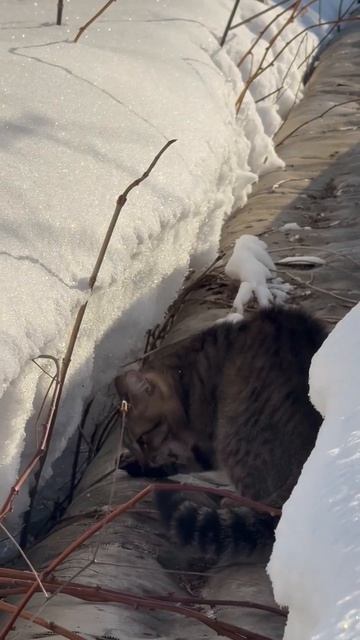 Зиточку дома не кормят🤪😻🐈🥰😘😍