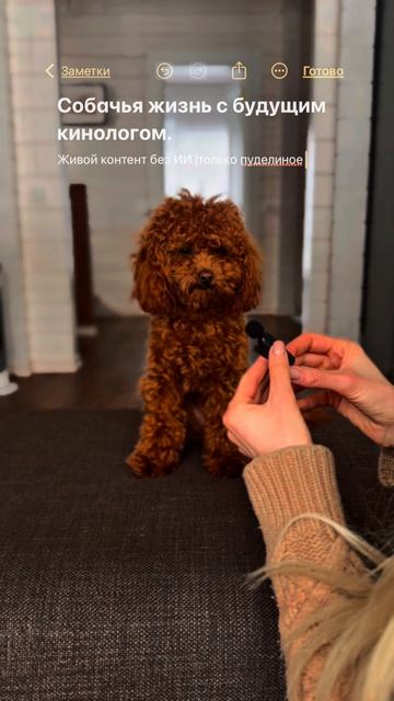 Подпишись ♥️