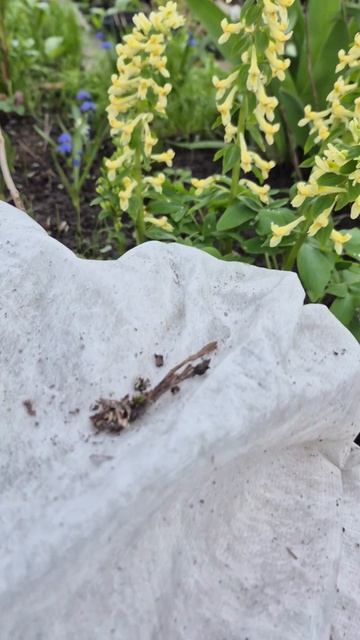 Подмосковье.Цветы перед похолоданием.17 апреля.