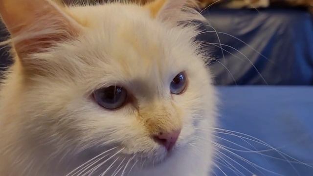 Джинджер Эпсилон Ориона