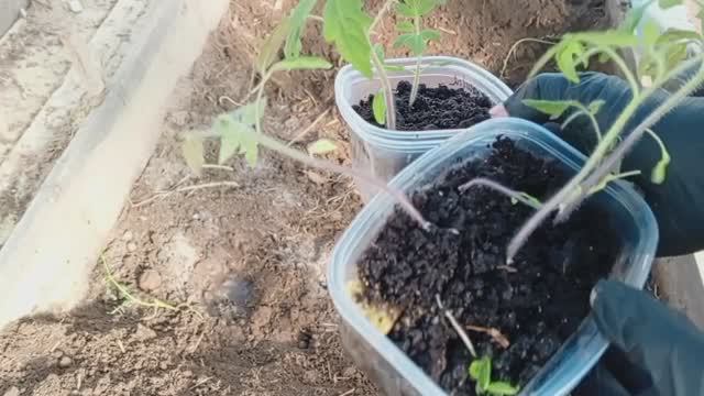 Урожай ТОМАТОВ в ИЮНЕ? 🍅  Эксперимент по РАННЕЙ ВЫСАДКЕ