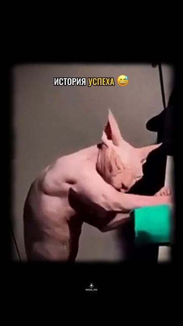 эти забавные животные