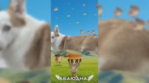 Прикольный 🤪Мультик про  котиков #рутуб #абаюдна  #мультик #детям #детский #видео #rutube