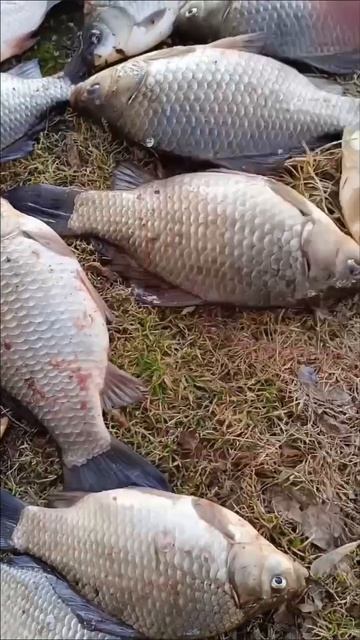 Улов карася.