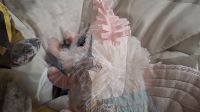 КОТ БАСИК. Сундук сокровищ.