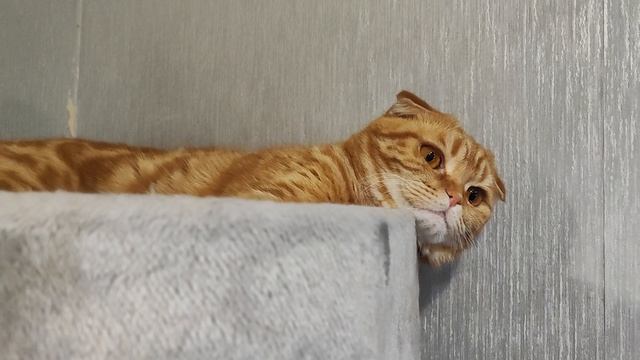 принцесса на башне