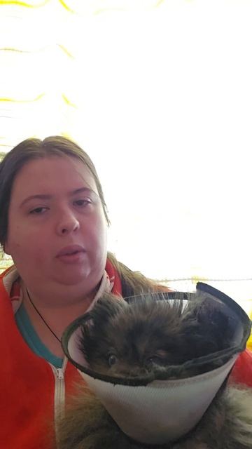 Лечим собаку 8 марта испорчено. шпиц собака животные лайфстайл