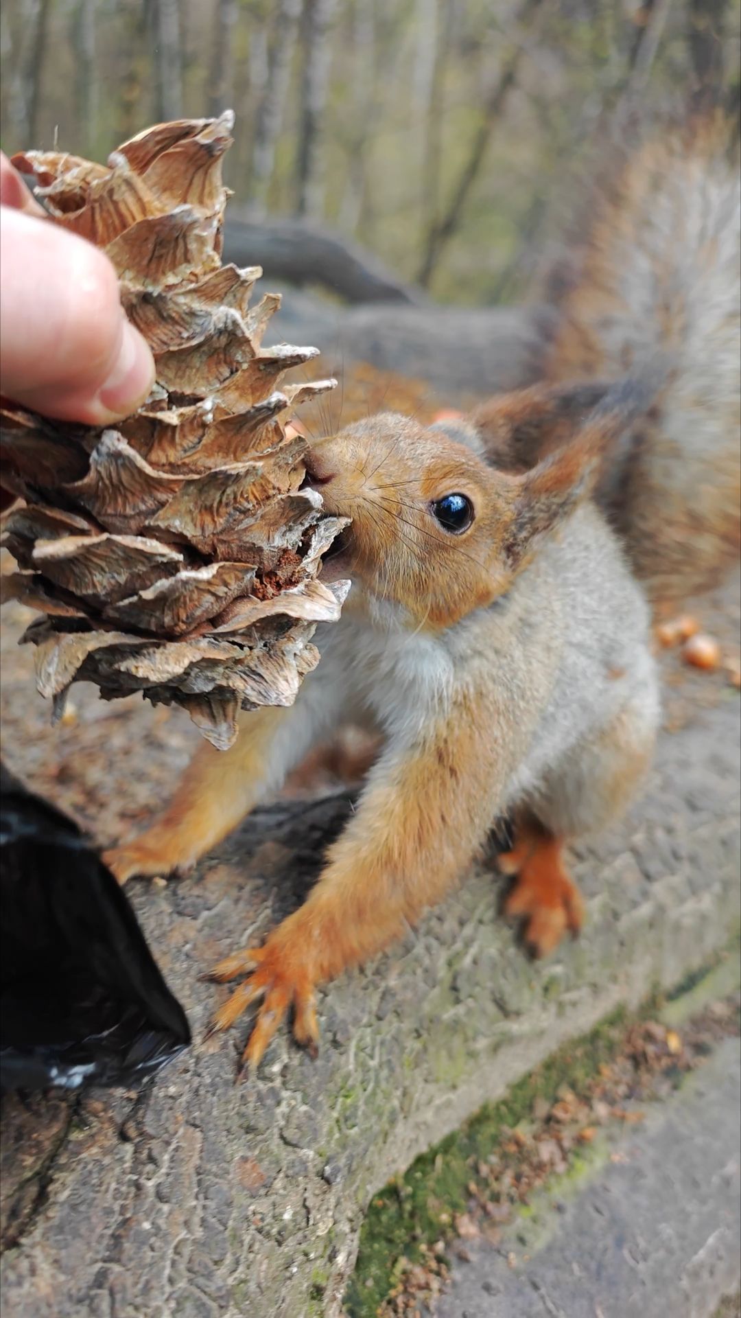 Шишка для белки