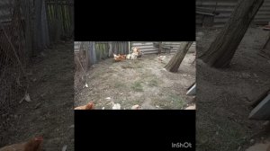 18.04.26  Пасмурно у нас, ждëм дождь🤪