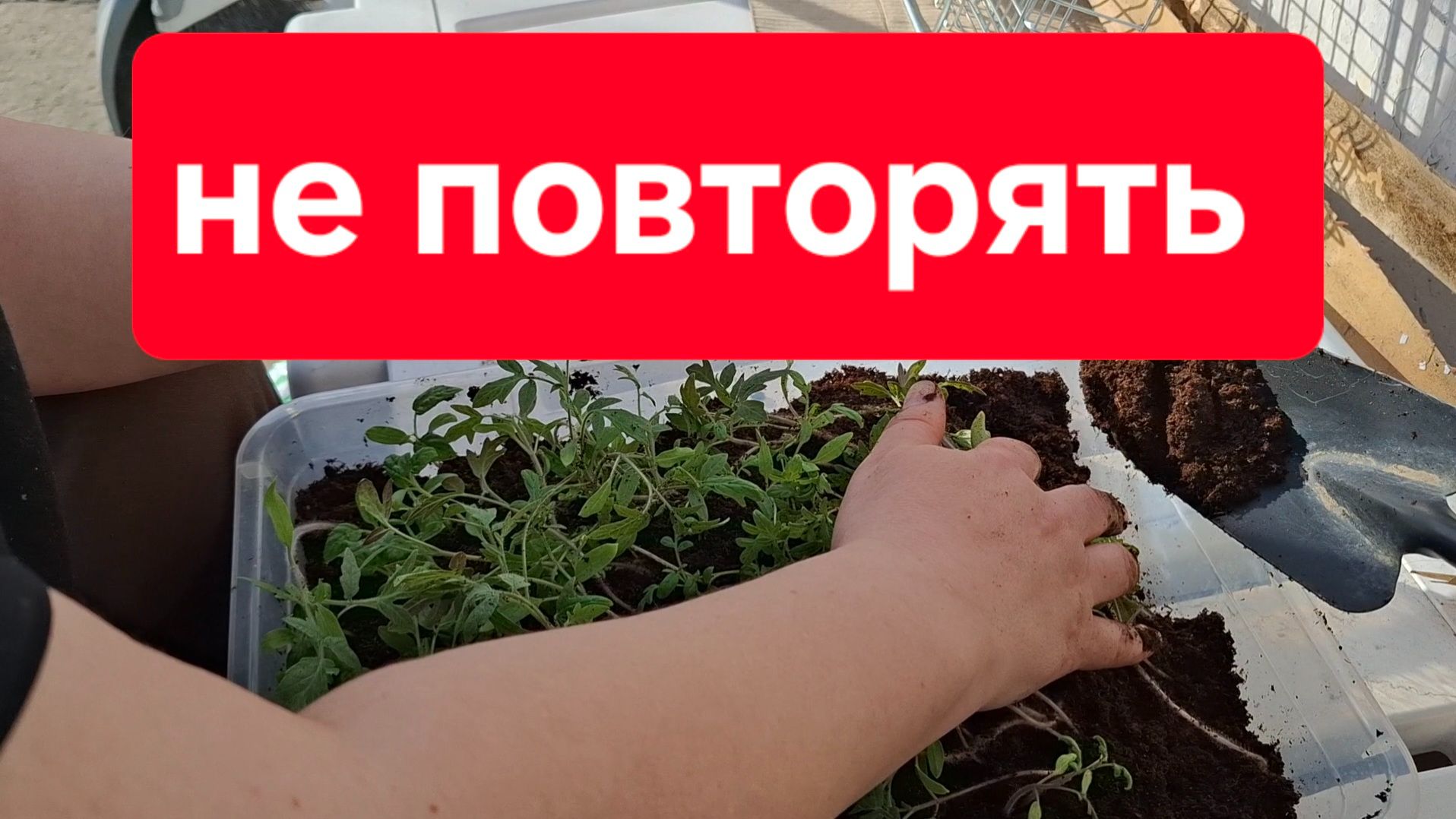 Посадили помидоры, процесс идёт