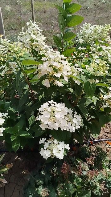 Метельчатая гортензия Эрли Сенсешен.